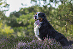 sitting Bernese Mountain Dog