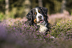 lying Bernese Mountain Dog