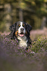 lying Bernese Mountain Dog
