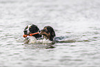 Bernese Mountain Dog