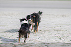 Bernese Mountain Dog