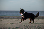 running Bernese Mountain Dog
