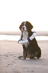sitting Bernese Mountain Dog