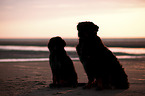 sitting Bernese Mountain Dog
