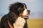 Bernese Mountain Dog portrait