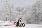 sitting Bernese Mountain Dog