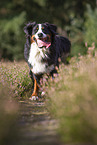 running Bernese Mountain Dog