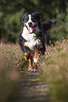 running Bernese Mountain Dog