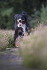 running Bernese Mountain Dog
