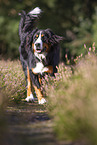 running Bernese Mountain Dog