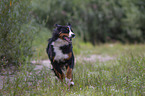 running Bernese Mountain Dog