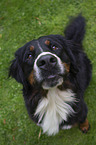 sitting Bernese Mountain Dog