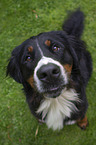 sitting Bernese Mountain Dog