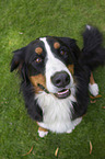 sitting Bernese Mountain Dog