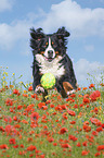 running Bernese Mountain Dog