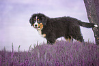 standing Bernese Mountain Dog