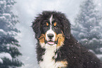 Bernese Mountain Dog portrait