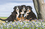Bernese Mountain Dogs