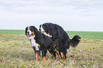 Bernese Mountain Dog when mating