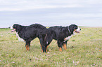Bernese Mountain Dog when mating
