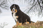 sitting Bernese Mountain Dog