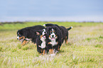 playing Bernese Mountain Dog
