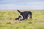 playing Bernese Mountain Dogs
