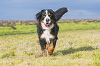running Bernese Mountain Dog