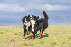 running Bernese Mountain Dogs