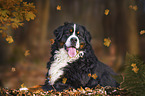 lying Bernese Mountain Dog
