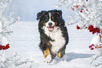 running Bernese Mountain Dog