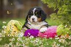 Bernese Mountain Dog