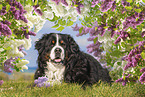 lying Bernese Mountain Dog
