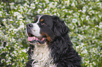Bernese Mountain Dog portrait