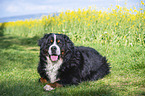 lying Bernese Mountain Dog