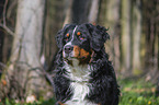 Bernese Mountain Dog portrait