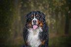Bernese Mountain Dog portrait