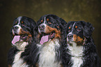 Bernese Mountain Dogs portrait