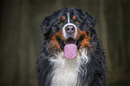 Bernese Mountain Dog portrait