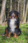 sitting Bernese Mountain Dog