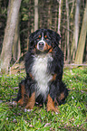 sitting Bernese Mountain Dog