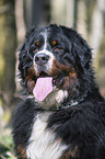 Bernese Mountain Dog portrait