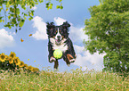running Bernese Mountain Dog
