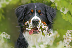 Bernese Mountain Dog portrait