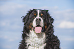 Bernese Mountain Dog portrait