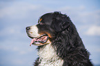 Bernese Mountain Dog portrait