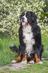 sitting Bernese Mountain Dog