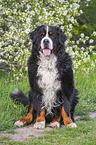 sitting Bernese Mountain Dog
