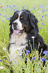 Bernese Mountain Dog portrait