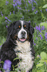 Bernese Mountain Dog portrait